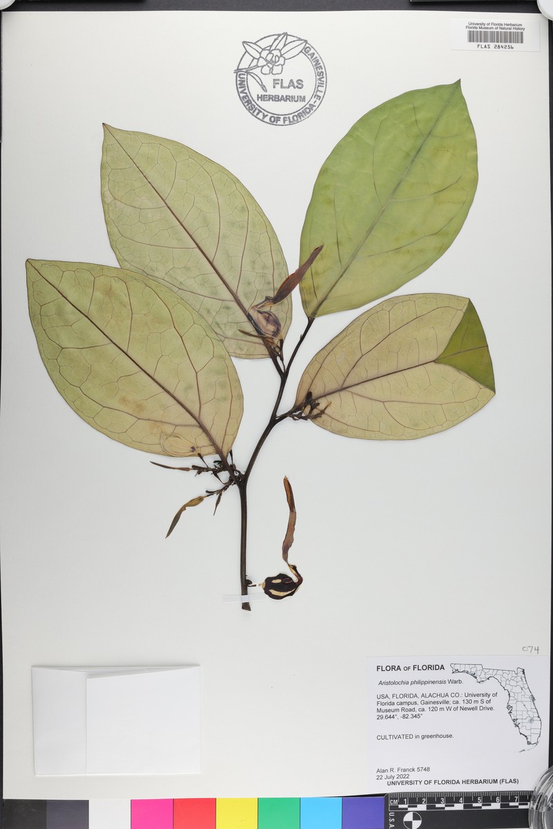 Aristolochia philippinensis photo 2