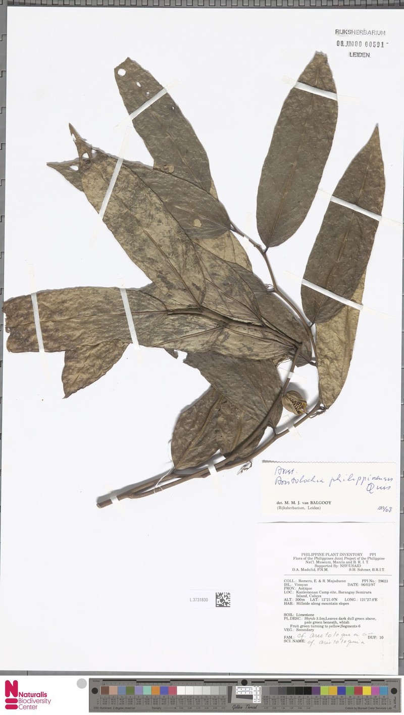 Aristolochia philippinensis photo 3