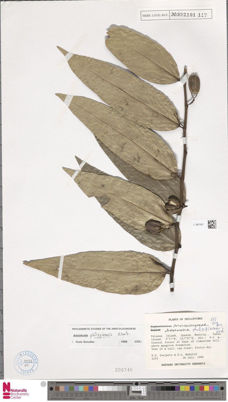 Aristolochia philippinensis photo 4