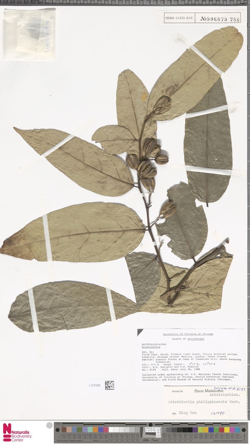 Aristolochia philippinensis photo 5