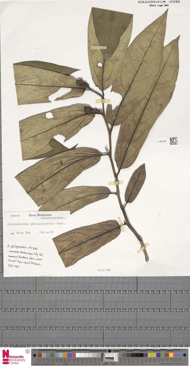 Aristolochia philippinensis photo 6