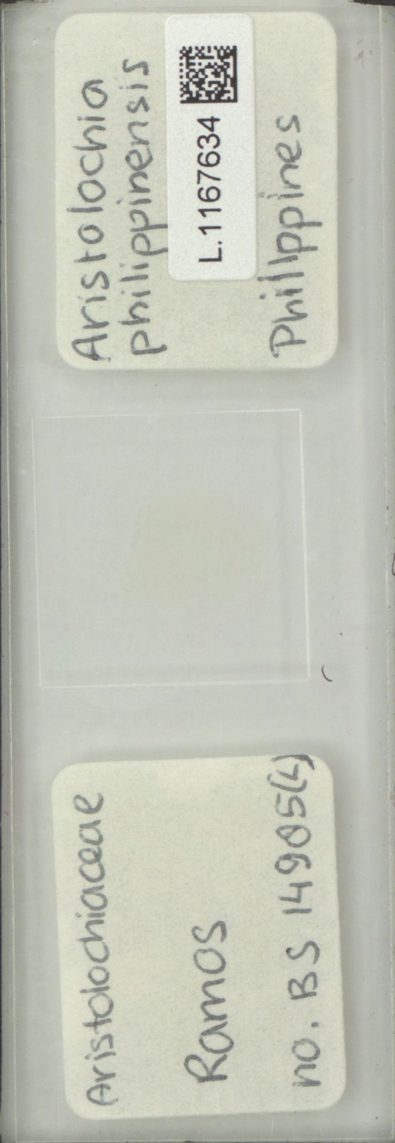 Aristolochia philippinensis photo 7