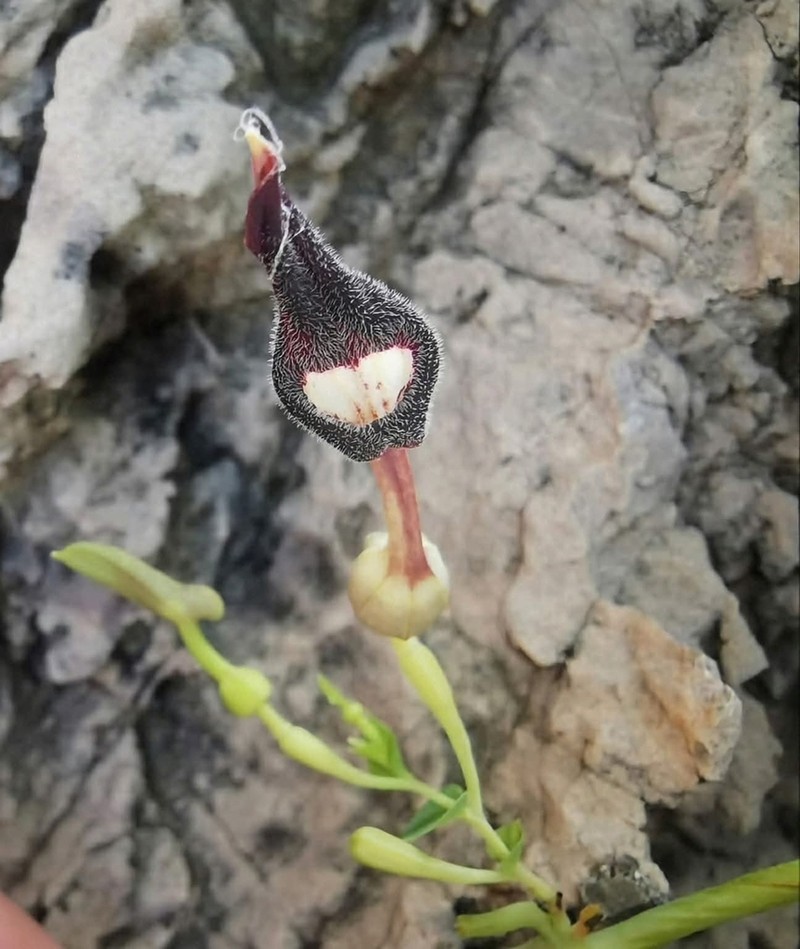 Aristolochia phuphathanaphongiana