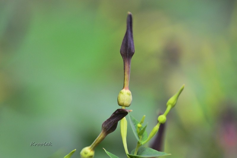 Aristolochia phuphathanaphongiana photo 2