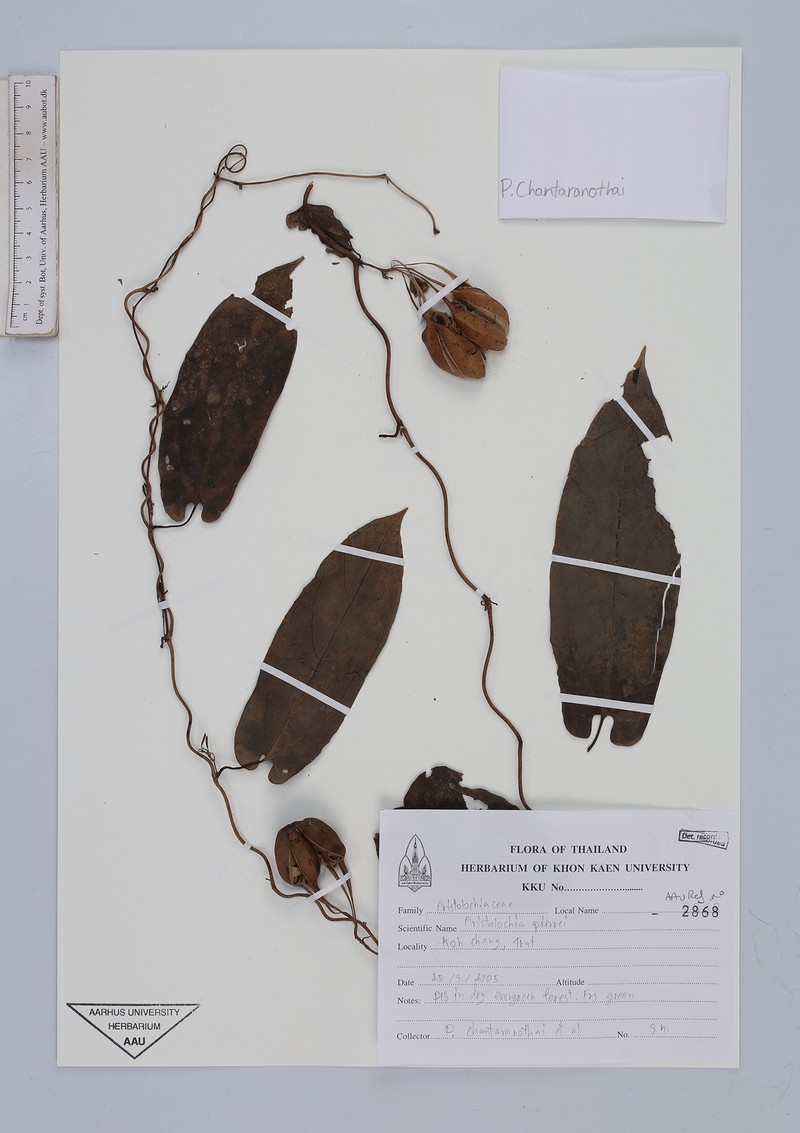 Aristolochia pierrei
