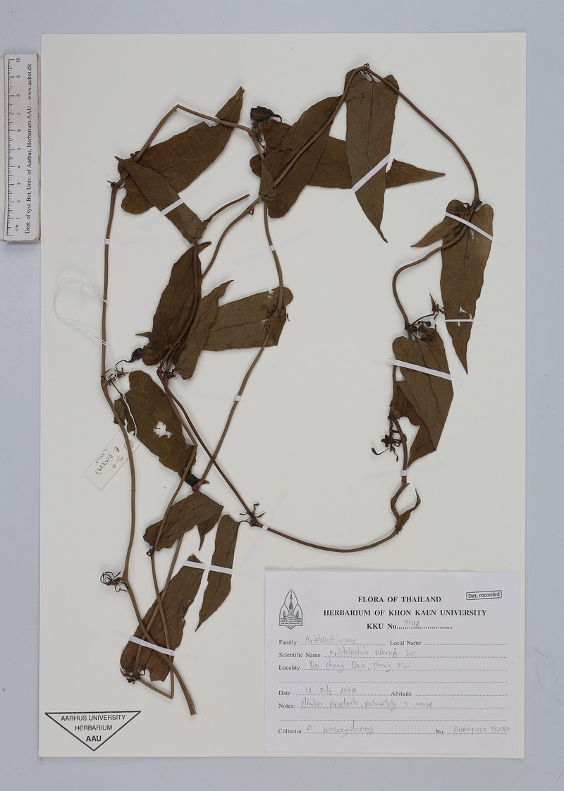 Aristolochia pierrei photo 2