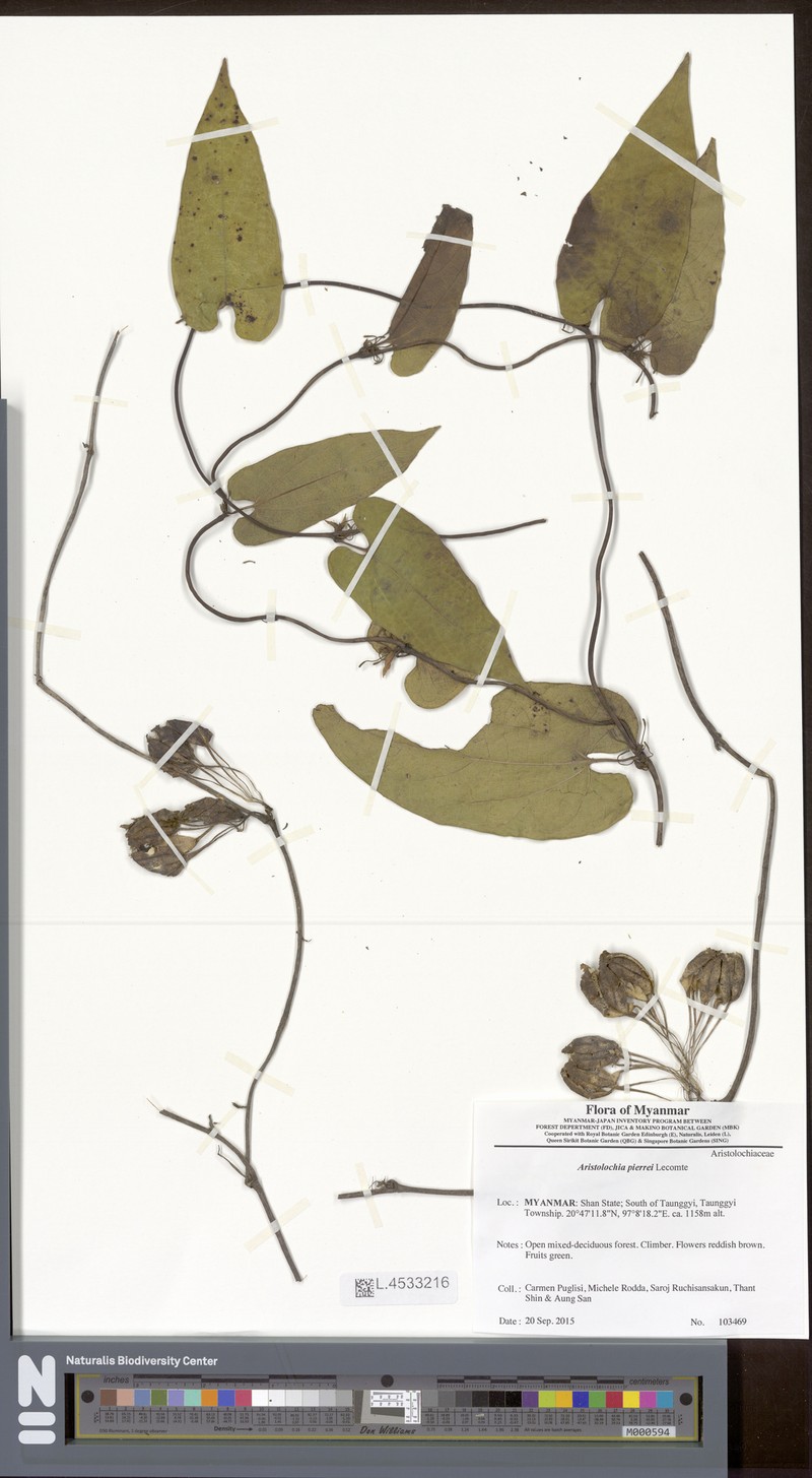 Aristolochia pierrei photo 3