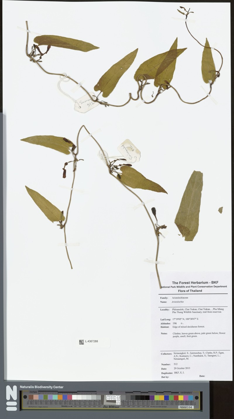 Aristolochia pierrei photo 4