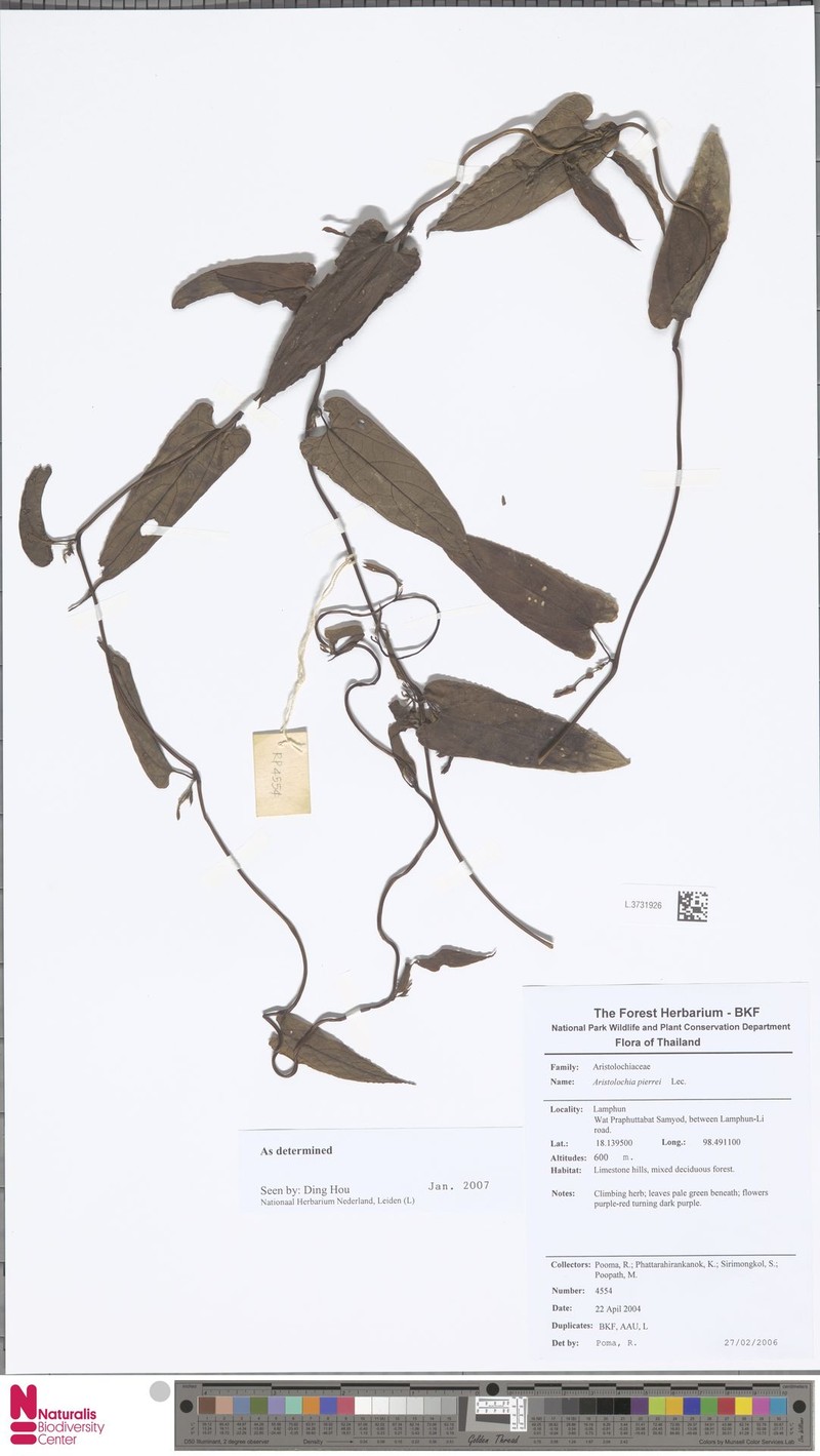 Aristolochia pierrei photo 5