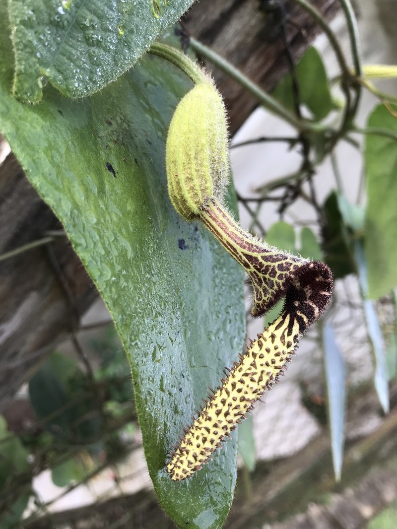 Aristolochia pilosa