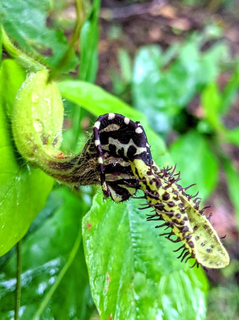 Aristolochia pilosa photo 2
