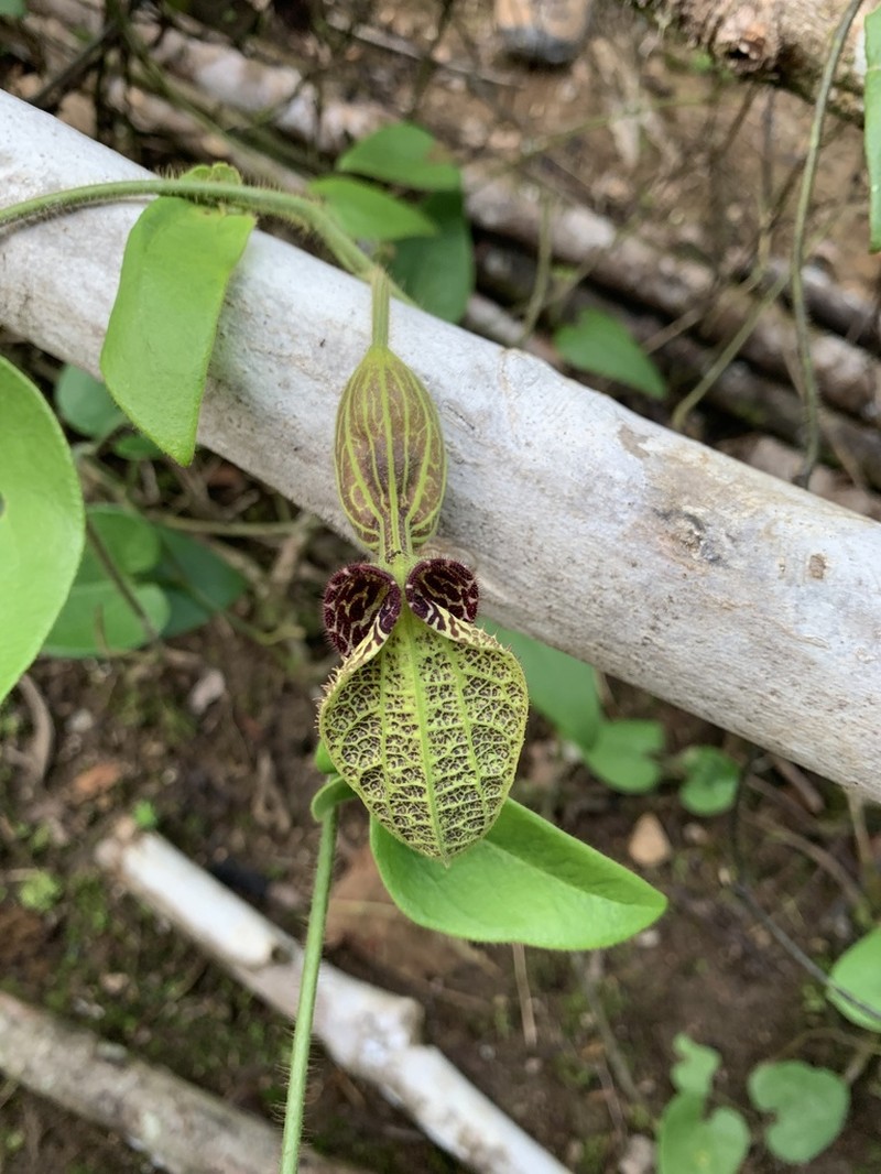 Aristolochia pilosa photo 3