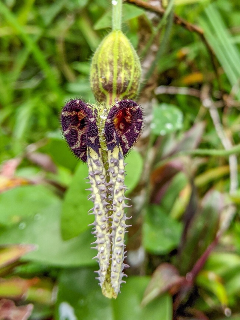 Aristolochia pilosa photo 4