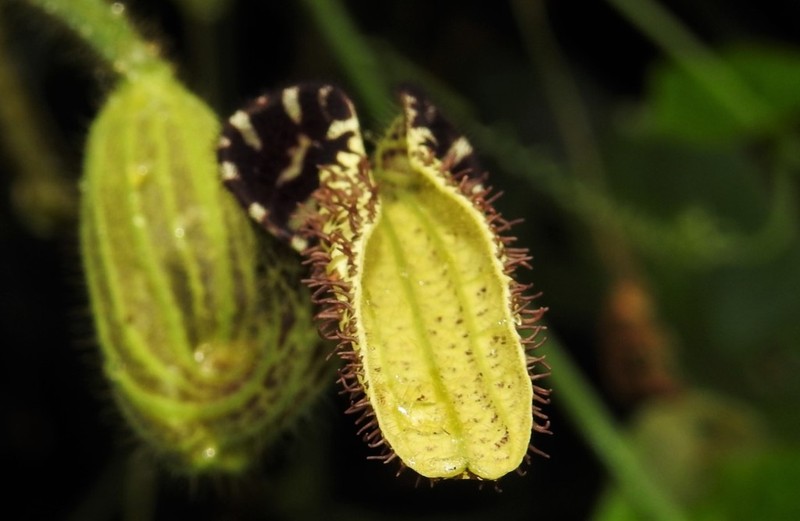 Aristolochia pilosa photo 5