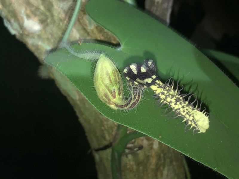 Aristolochia pilosa photo 6