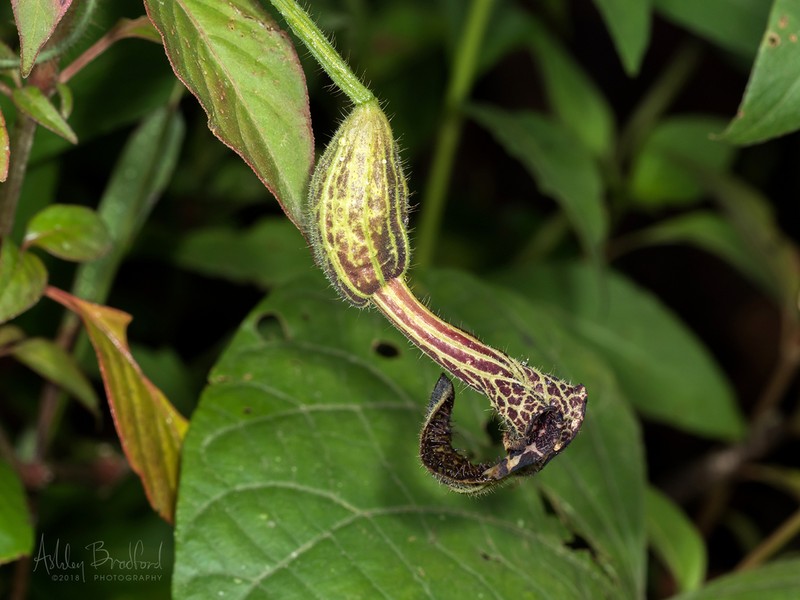 Aristolochia pilosa photo 7
