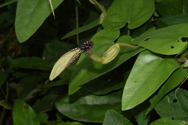 Aristolochia pilosa photo 8