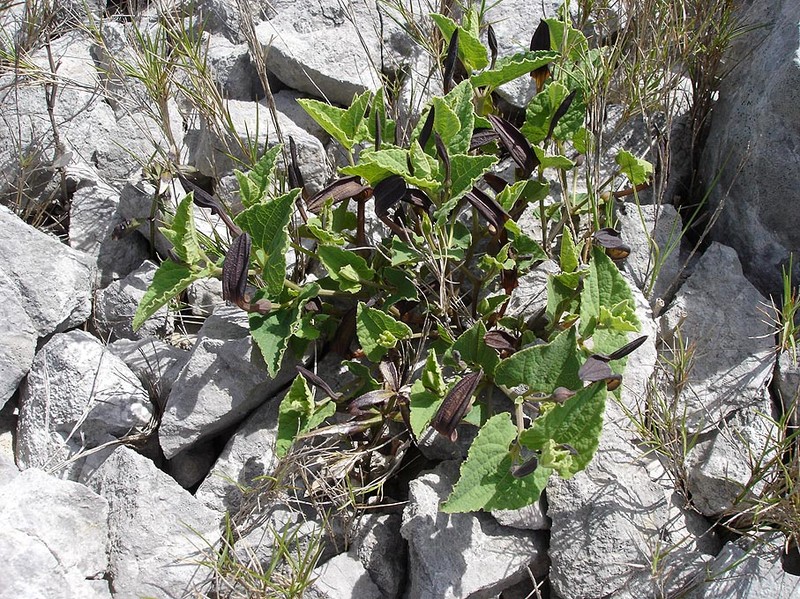 Aristolochia pistolochia