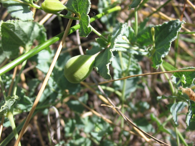 Aristolochia pistolochia photo 3