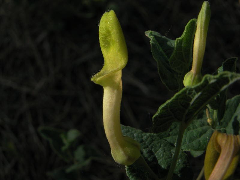 Aristolochia pistolochia photo 4