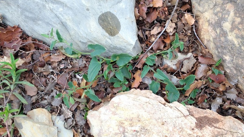 Aristolochia pistolochia photo 6