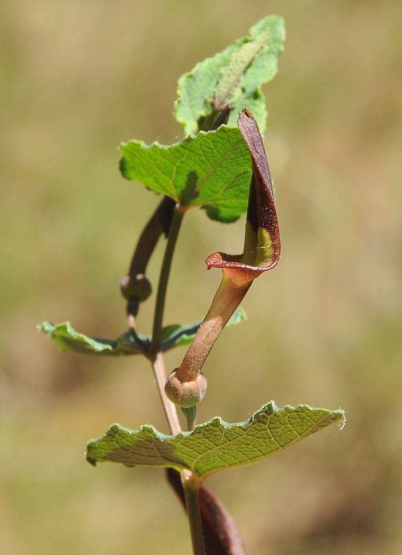 Aristolochia pistolochia photo 7