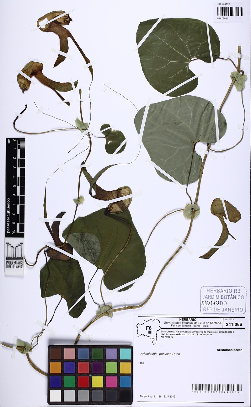Aristolochia pohliana