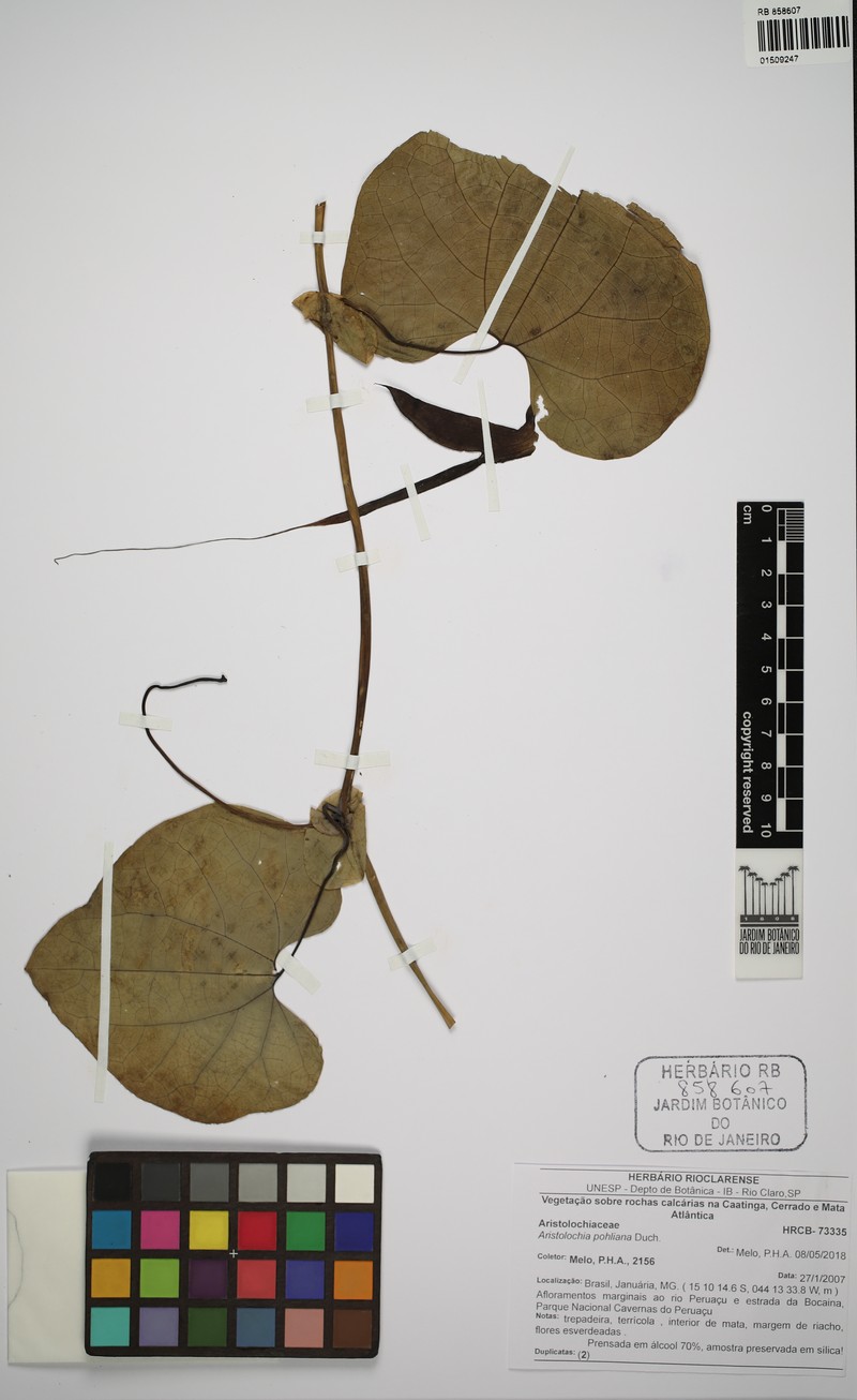 Aristolochia pohliana photo 2