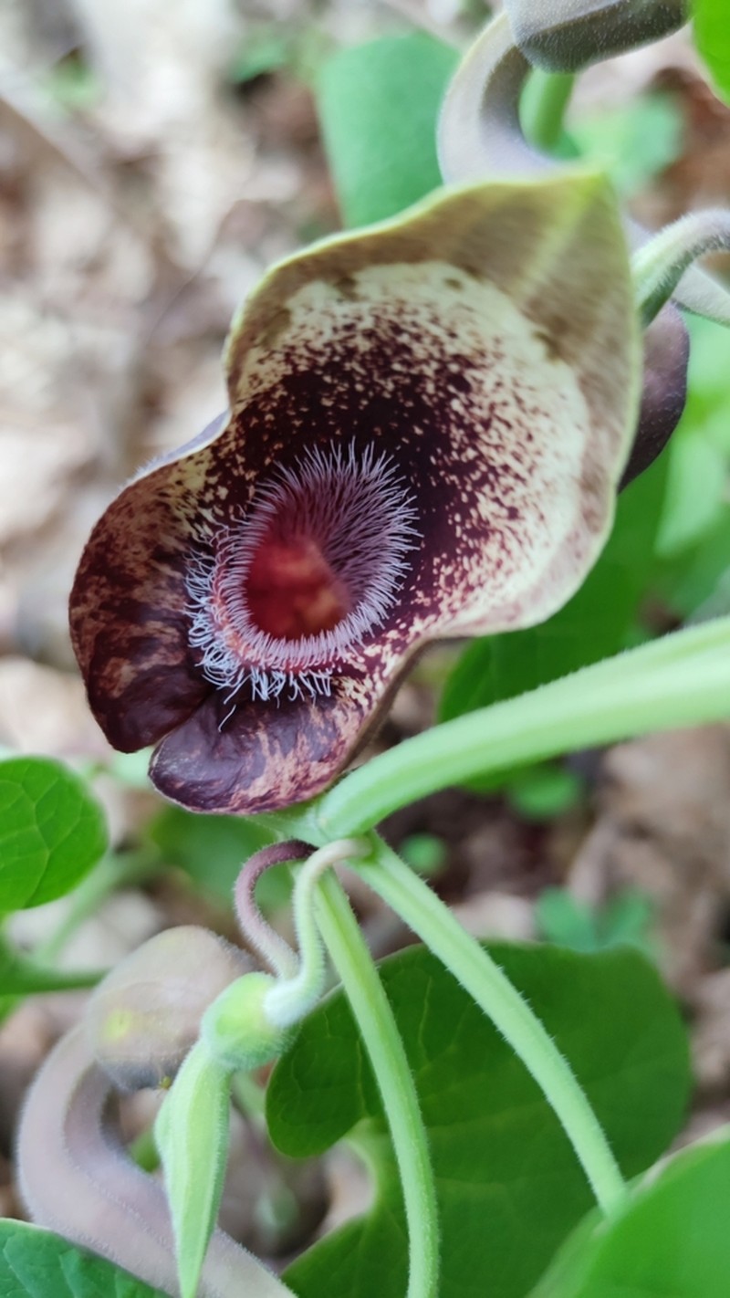 Aristolochia pontica photo 2