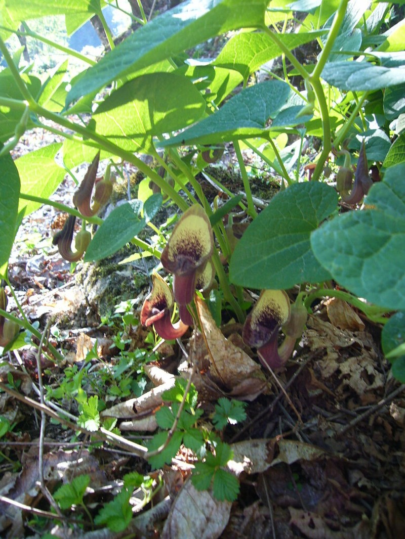 Aristolochia pontica photo 3