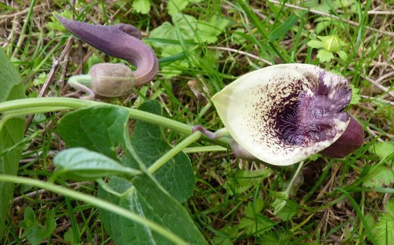 Aristolochia pontica photo 4