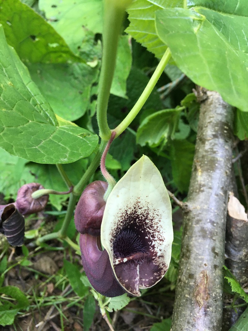 Aristolochia pontica photo 5