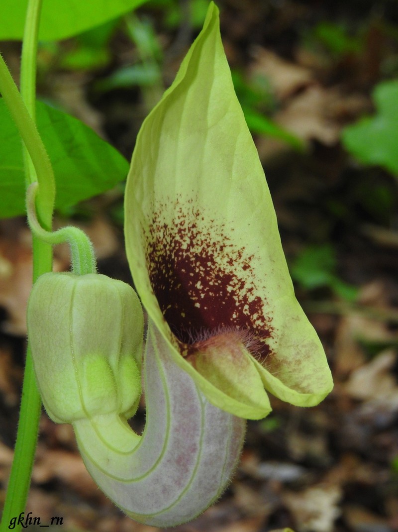 Aristolochia pontica photo 6