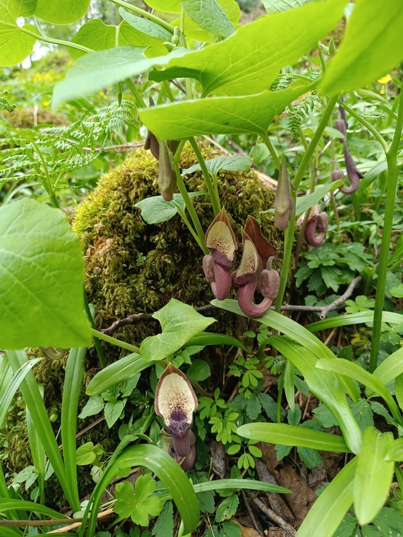 Aristolochia pontica photo 7