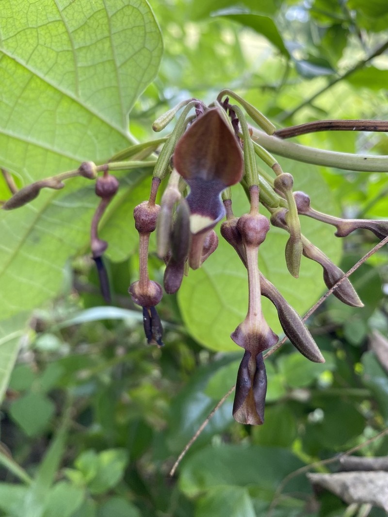 Aristolochia pothieri