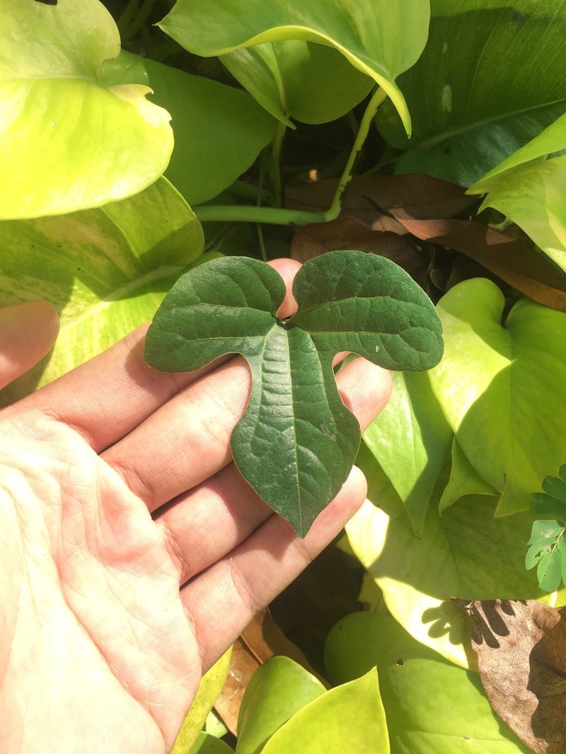 Aristolochia pothieri photo 2