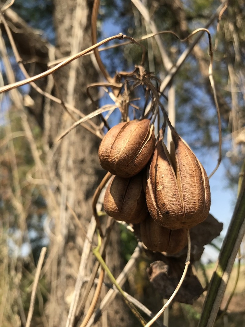 Aristolochia pothieri photo 3