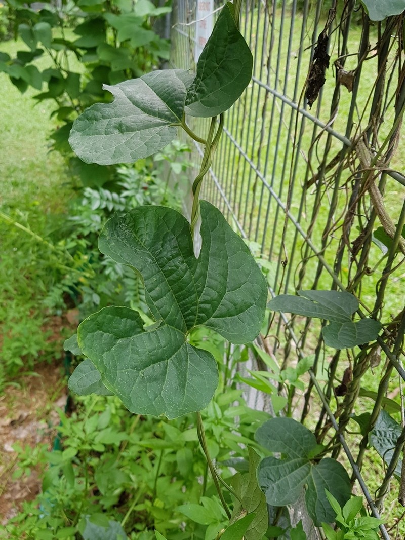 Aristolochia pothieri photo 4