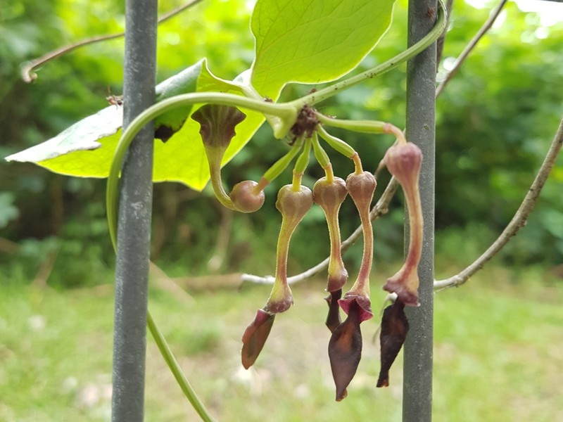 Aristolochia pothieri photo 5