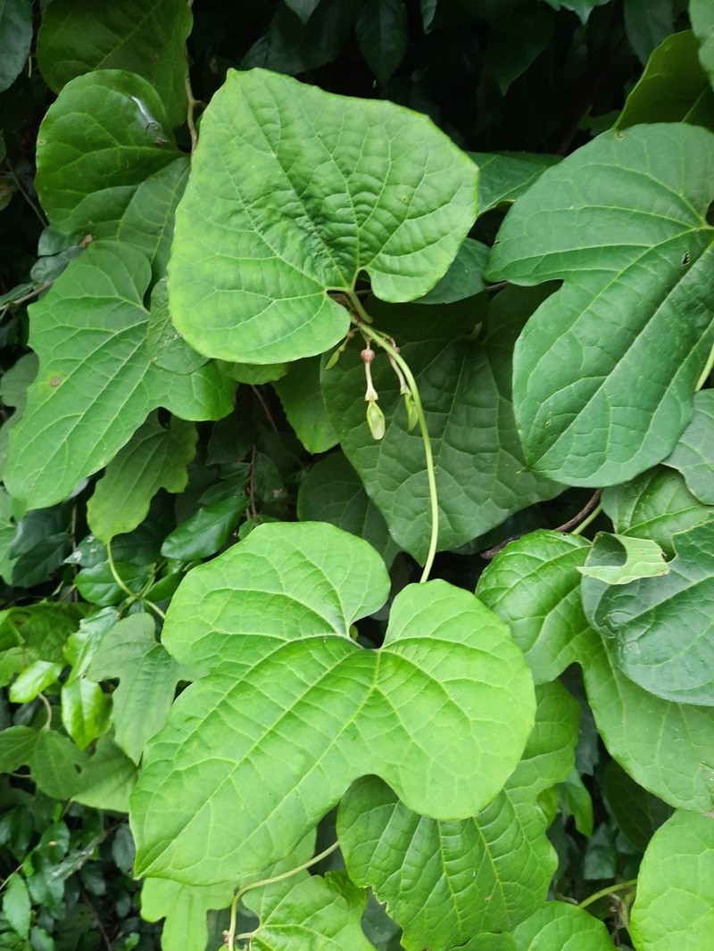Aristolochia pothieri photo 6