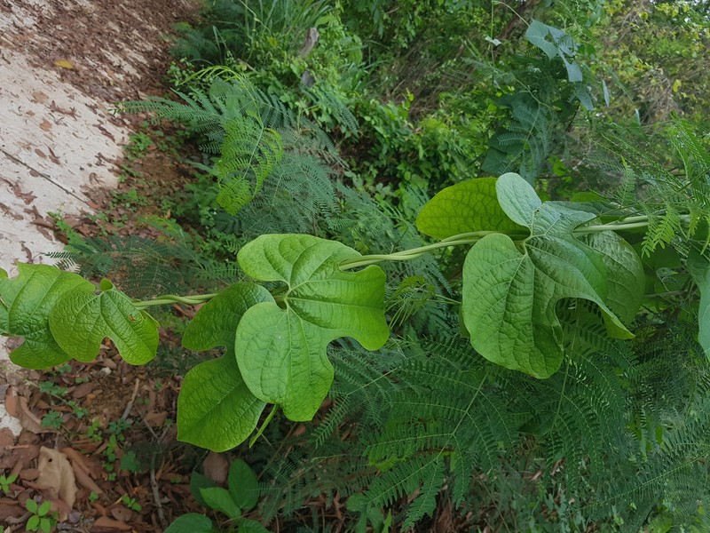 Aristolochia pothieri photo 8