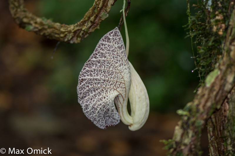 Aristolochia povedae