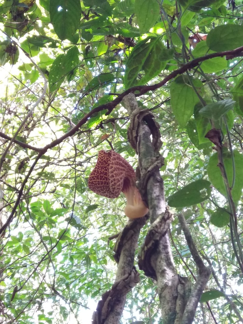 Aristolochia povedae photo 2