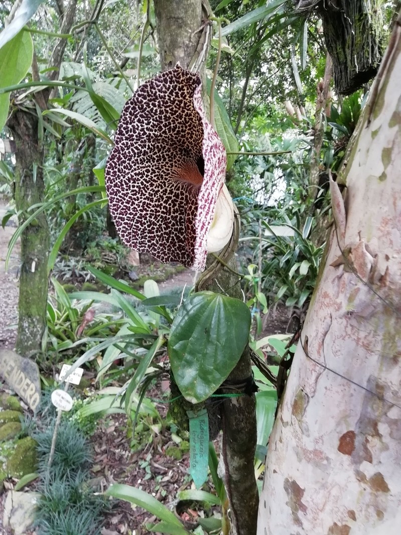 Aristolochia povedae photo 3