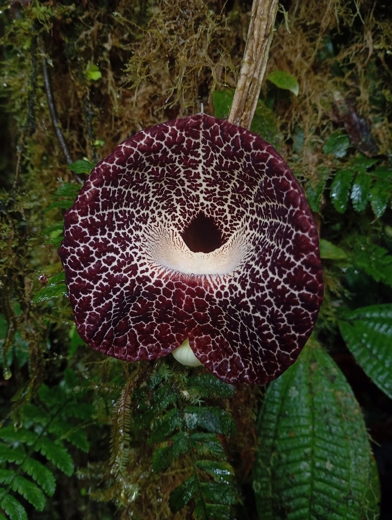 Aristolochia povedae photo 4