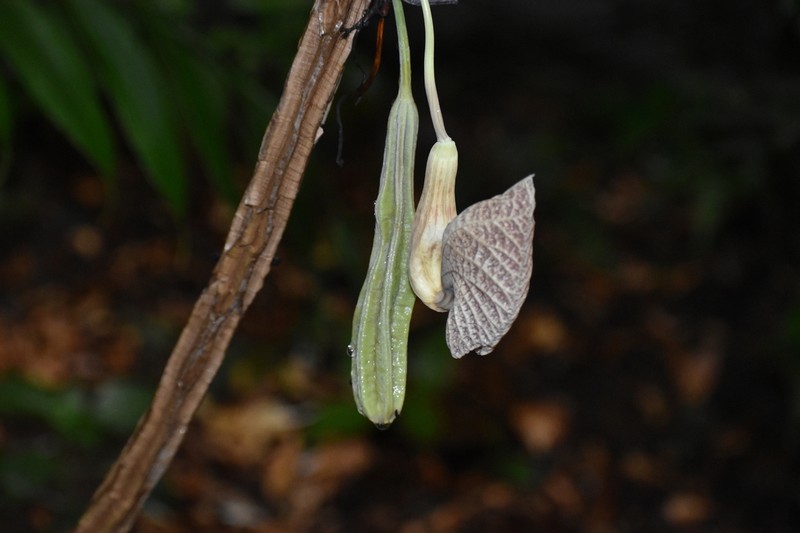 Aristolochia povedae photo 5