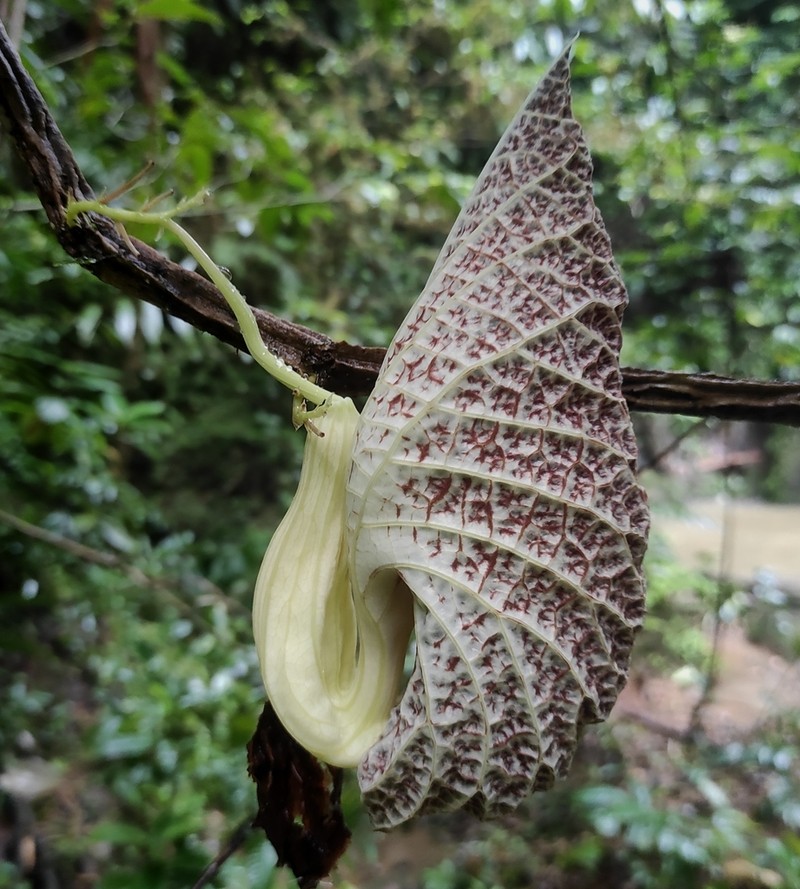 Aristolochia povedae photo 6