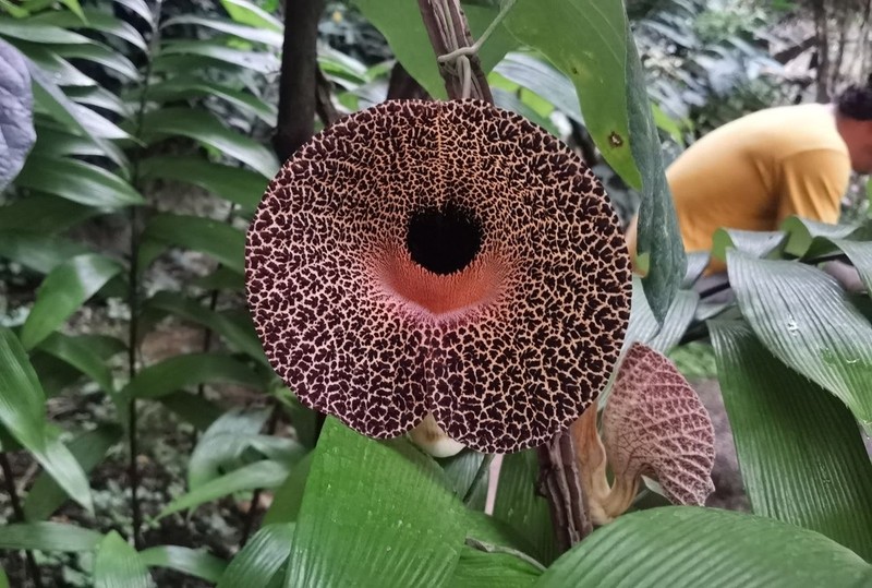 Aristolochia povedae photo 7