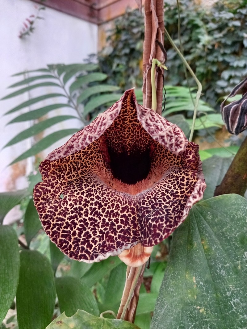 Aristolochia povedae photo 8