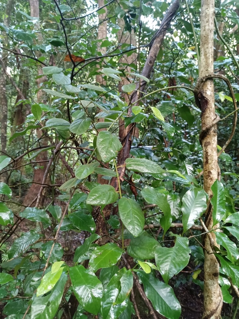Aristolochia praevenosa photo 2